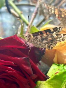 Raising Butterflies for our Community Garden